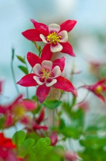 9499093-pink-flowers-of-aquilegia-origami-shallow-depth-of-field - imi doresc pt 2014-2016
