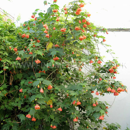 abutilon_pictum - imi doresc pt 2014-2016