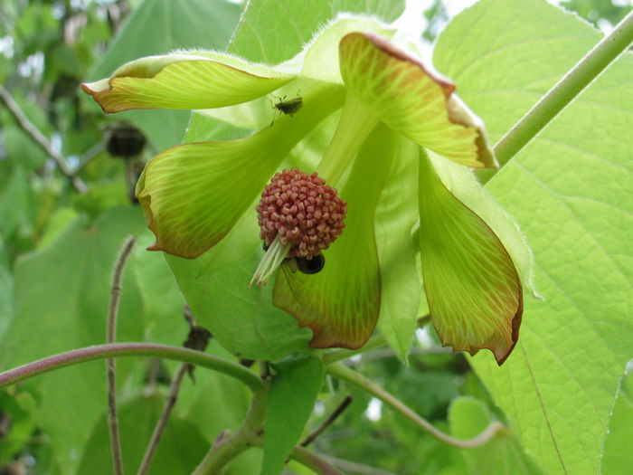 Abutilon_sandwicense_(5112744333) - imi doresc pt 2014-2016