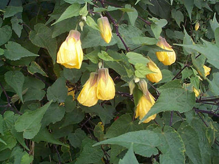abutilon-amarillo