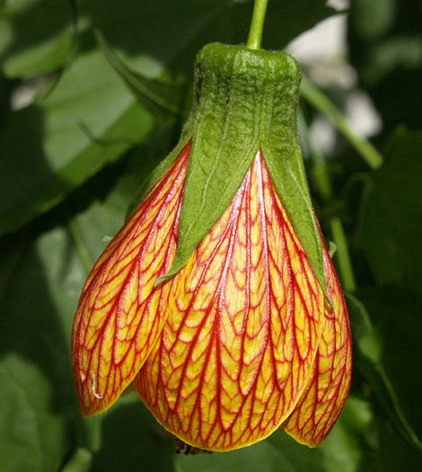 abutilon-Patrick-web - imi doresc pt 2014-2016