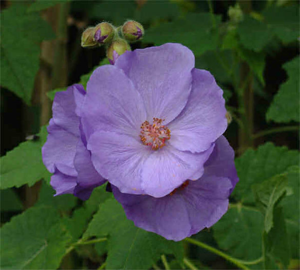 AbutilonSuntense - imi doresc pt 2014-2016