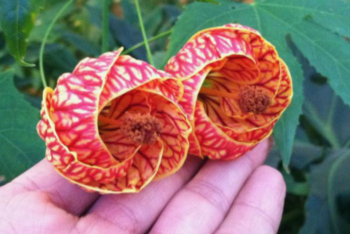 Abutilon-Tiger-Eyes-2 - imi doresc pt 2014-2016