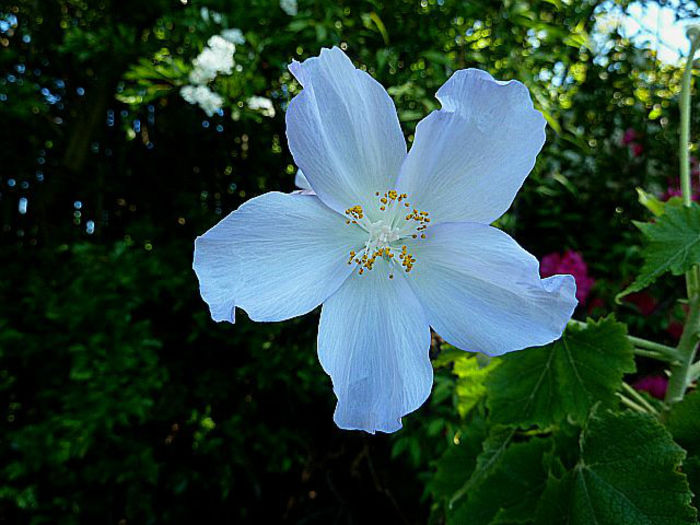 Abutilon-x-Suntense-May-31st- - imi doresc pt 2014-2016