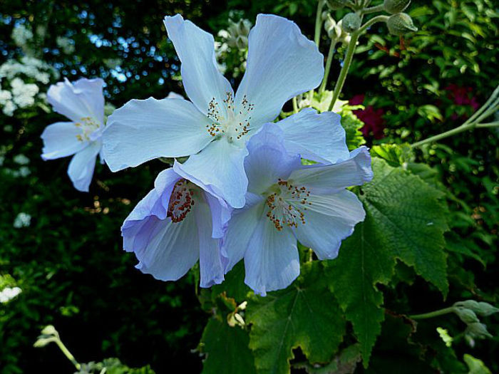 Abutilon-x-Suntense-May-31st-2 - imi doresc pt 2014-2016