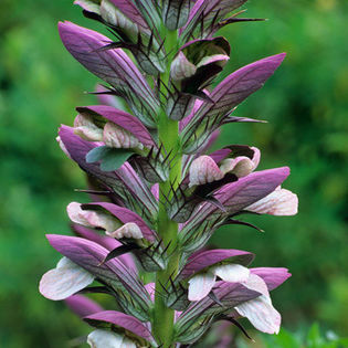 Acanthus%20spinosus - imi doresc pt 2014-2016