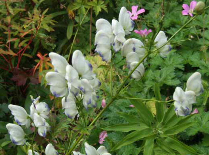Aconitum%20cammarum%20 - imi doresc pt 2014-2016