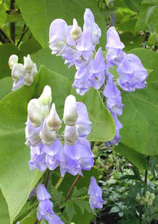 Aconitum%20carmichaelii%20 - imi doresc pt 2014-2016