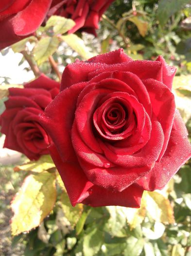 Photo2330 - w-trandafiri si H2O