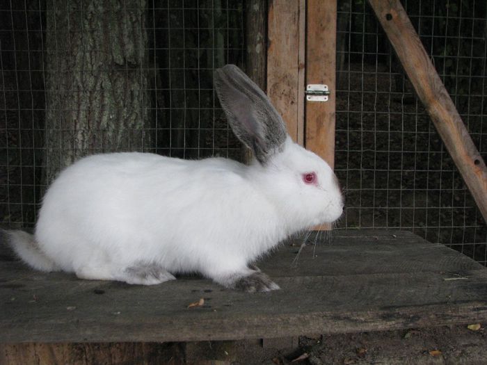 femela nr.5 - Urias de Transilvania femela nr-05