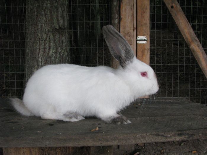 femela nr.5 - Urias de Transilvania femela nr-05