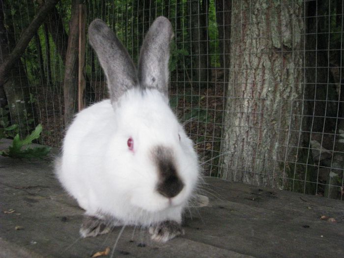 femela nr.5 - Urias de Transilvania femela nr-05