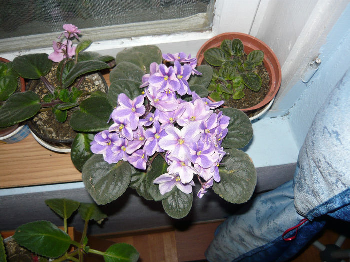 P1000833 - cateva din florile mele