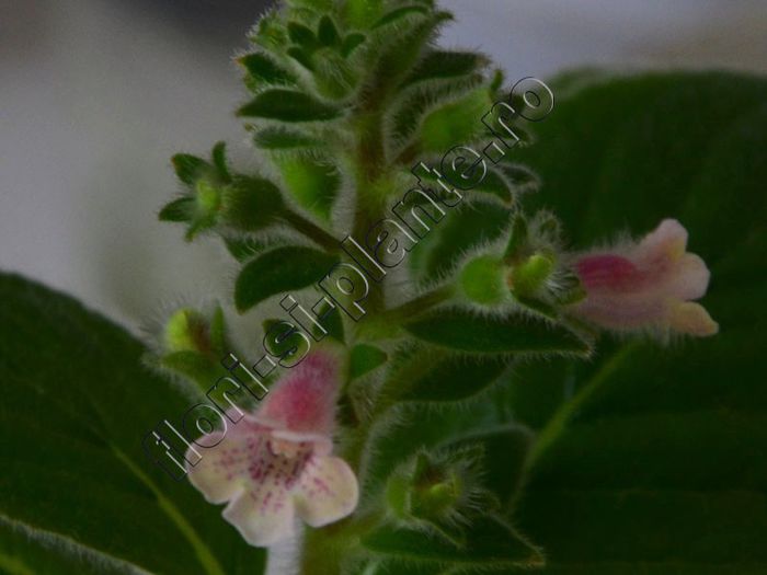 Koellikohleria Pink Heaven