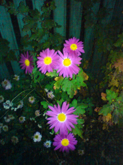 DSC00107b - cateva din florile mele