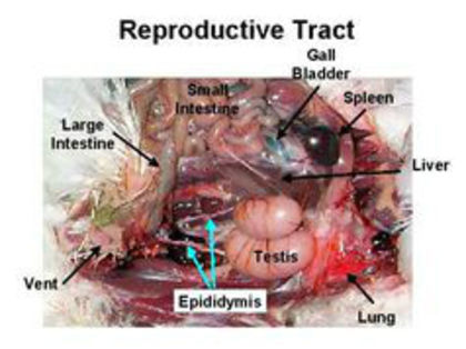 3 - reproductie-probleme posibile