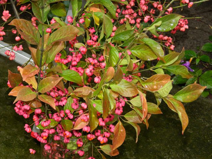 DSCN3444 - OCTOMBRIE 2013