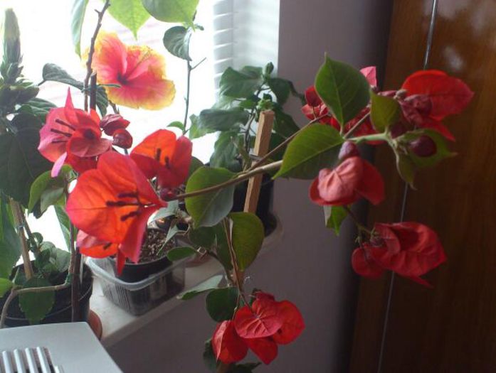 DSC_2483-2 - BOUGAINVILLEA 2013