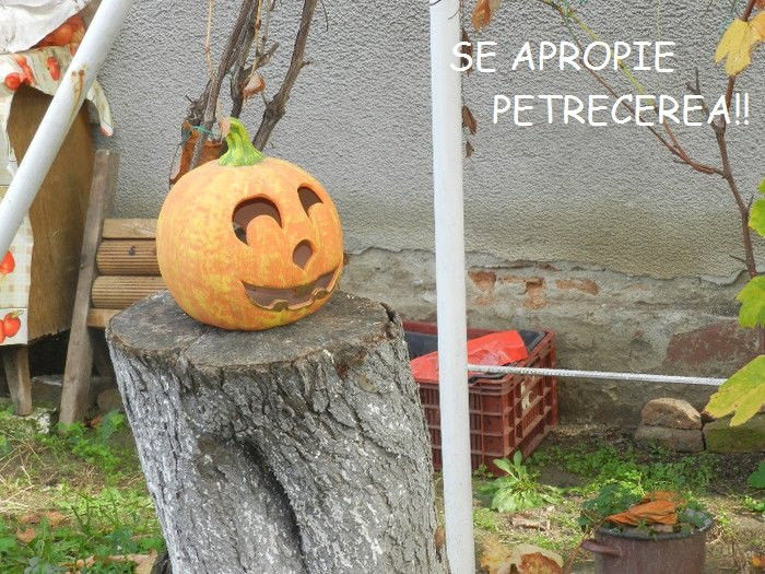  - HALLOWEEN_PETRECERE DE BALAMUC