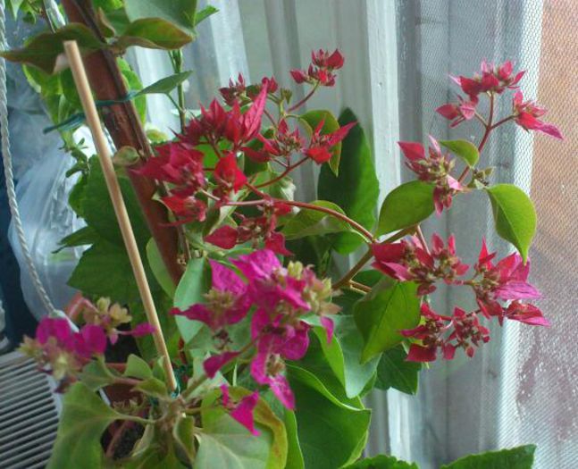 DSC_2490-2 - BOUGAINVILLEA 2013