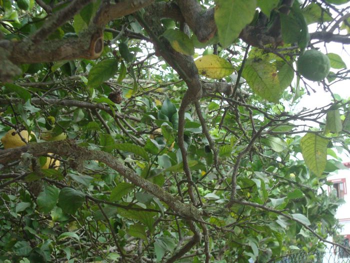 DSC04865