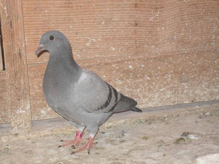 579440_129685777230059_1754070532_n - 9 Voiajorii de concurs din 2013 in toamna