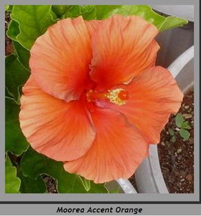 hibiscus Moorea Accent Orange; parinte 1
