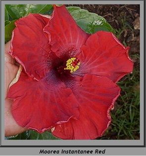 hibiscus Moorea Instantanee Red - 1 Floare hibiscus exotic din seminte sept-oct 2013