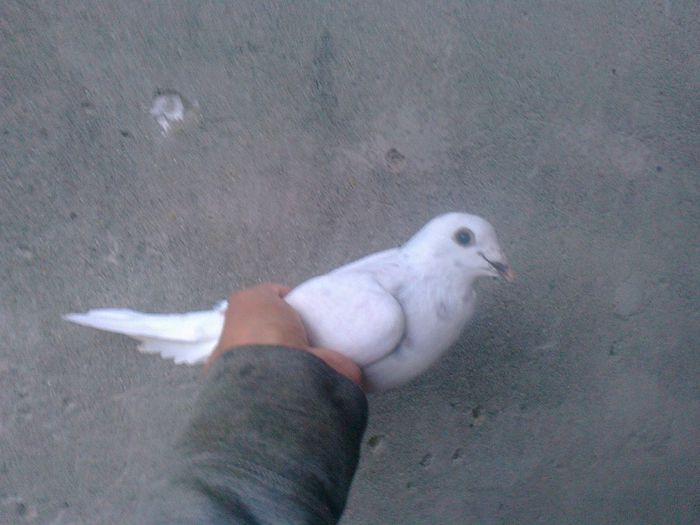 voiajor alb de zbor