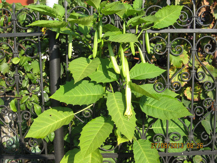 Cea de la strada infloreste acum. - 3 BRUGMANSIA