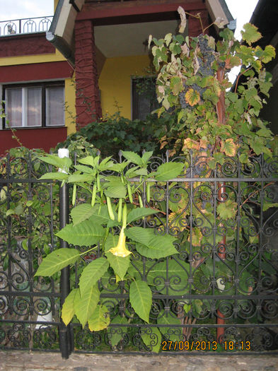 Si in sfirsit dupa lungi asteptari..... - 3 BRUGMANSIA
