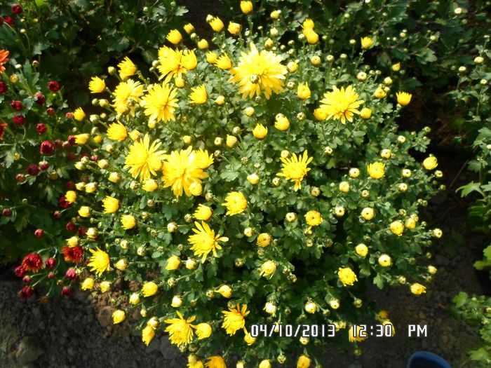SAM_1098 - Crizanteme multiflora de vanzare2013