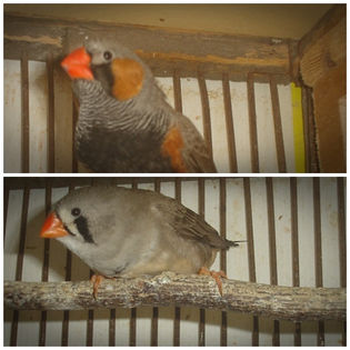 perechea 3 - 8-ZEBRUTE