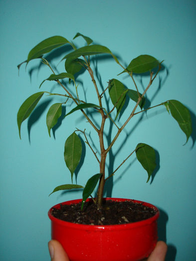 DSC01379; Ficus benjamina dupa defoliere
