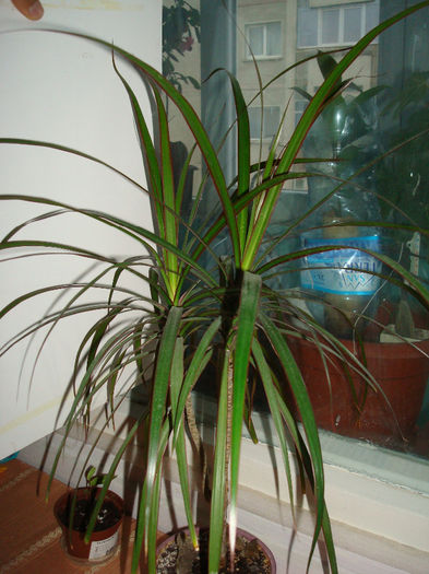 DSC01393; Dracena
