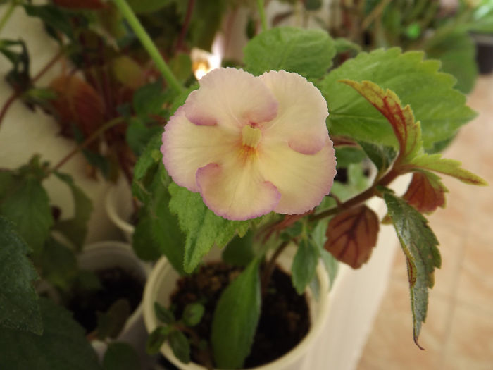 DSCF1969 - ACHIMENES