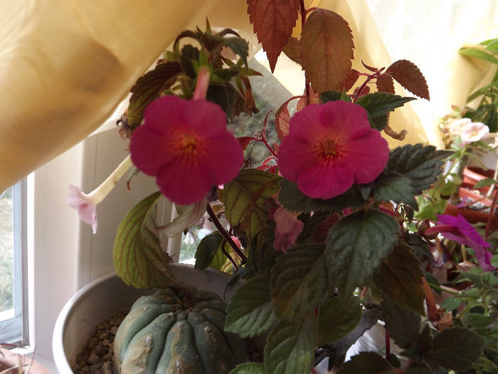 DSCF1930 - ACHIMENES