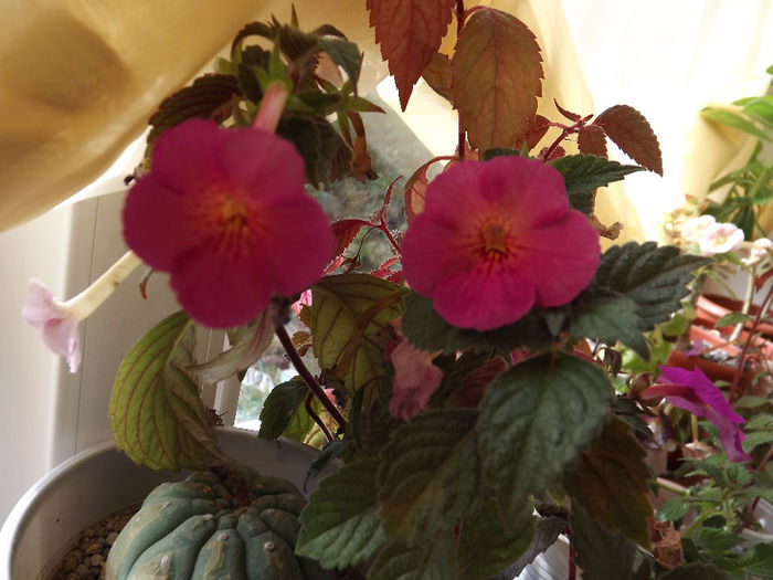 DSCF1931 - ACHIMENES