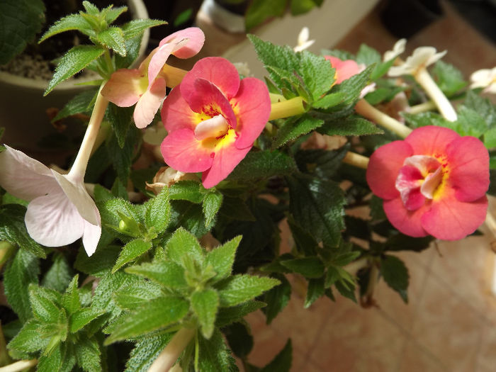 DSCF1932 - ACHIMENES