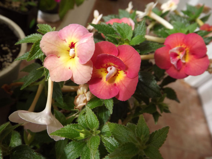 DSCF1933 - ACHIMENES