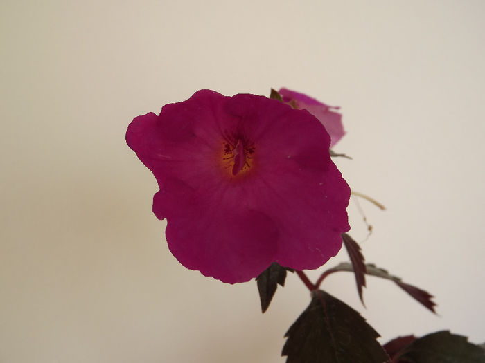 DSCF1943 - ACHIMENES