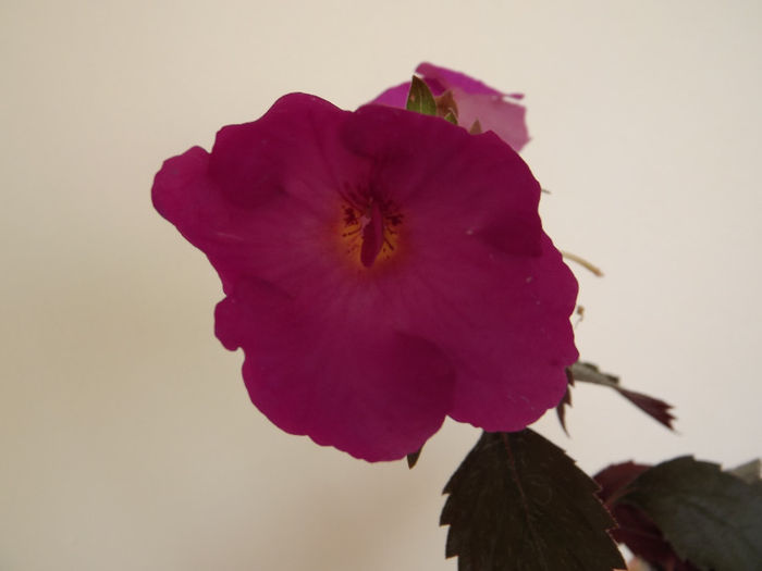 DSCF1944 - ACHIMENES
