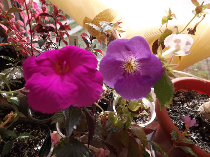 DSCF1974 - ACHIMENES