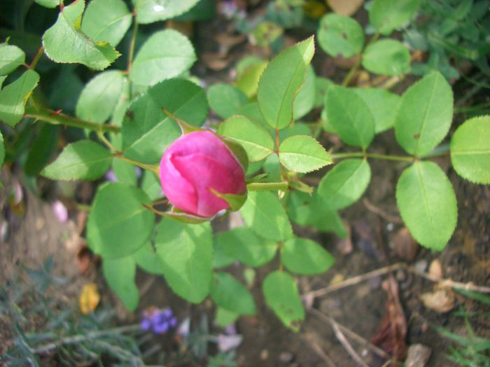 Mary Rose ® • AUSmary; Shrub.  English Rose Collection.Bred by David Austin (United Kingdom, 1983).
