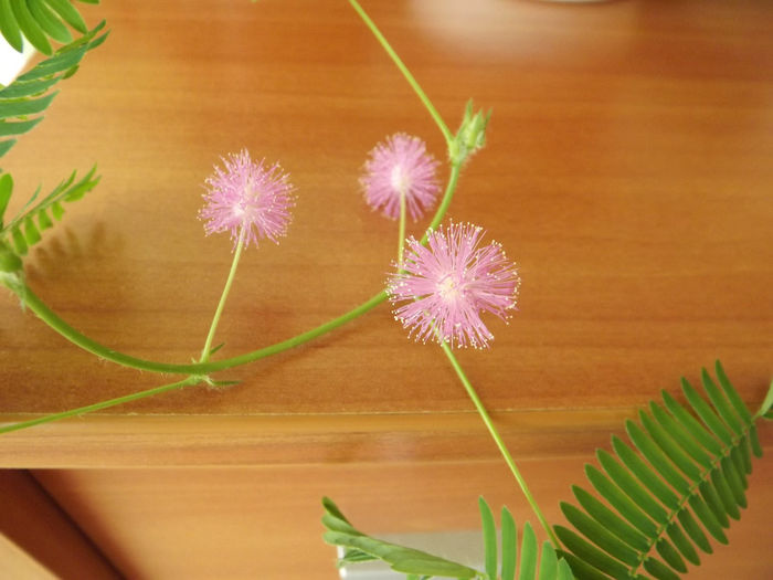 DSCF1940 - Diverse flori