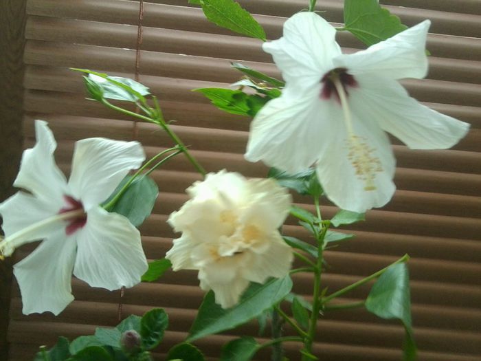 Fotografie7970 - hibiscusi 2013-4