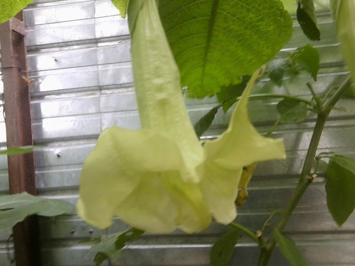 brugmansia dubla - - brugmansii si daturi 2013