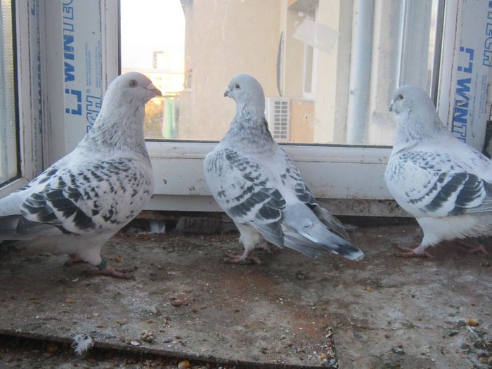 trio de  vis - guti pe azur