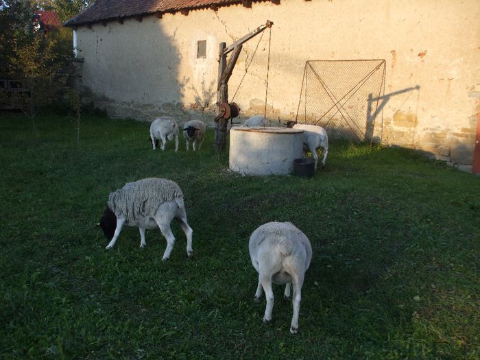 oile lui Csaba in okt-2013 - Kocsis Csaba -oi dorper cai lipitani si oi Kamerun