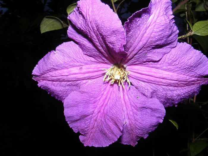 26-27 06 2010 002 - Clematita